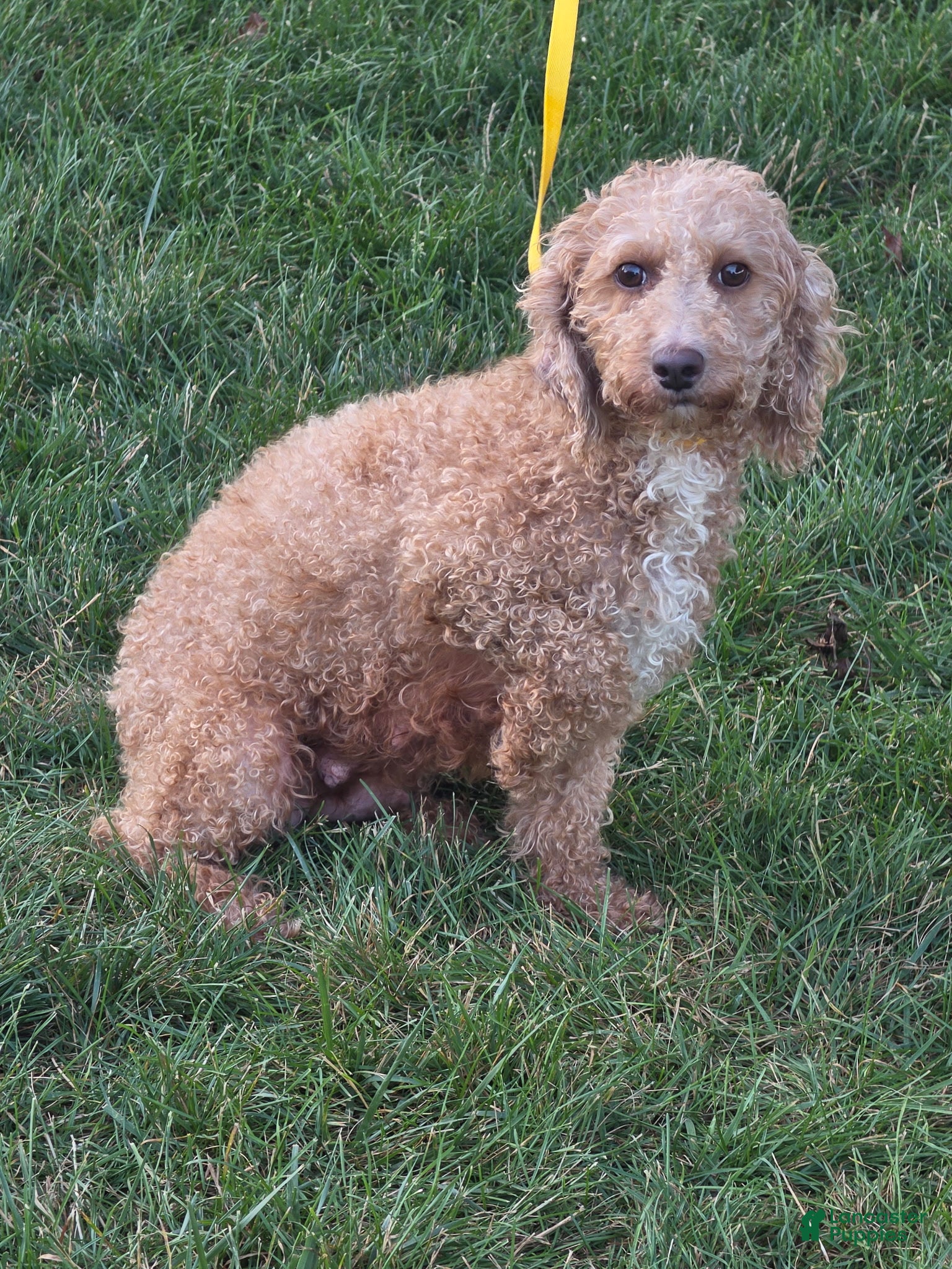 Miniature Poodle dogs for sale: Shirley - Ad 1