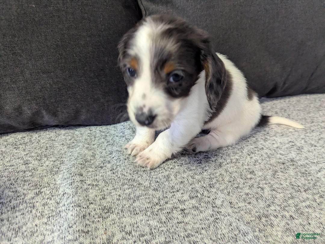 Miniature Dachshund dogs for sale: Comet - Ad 7