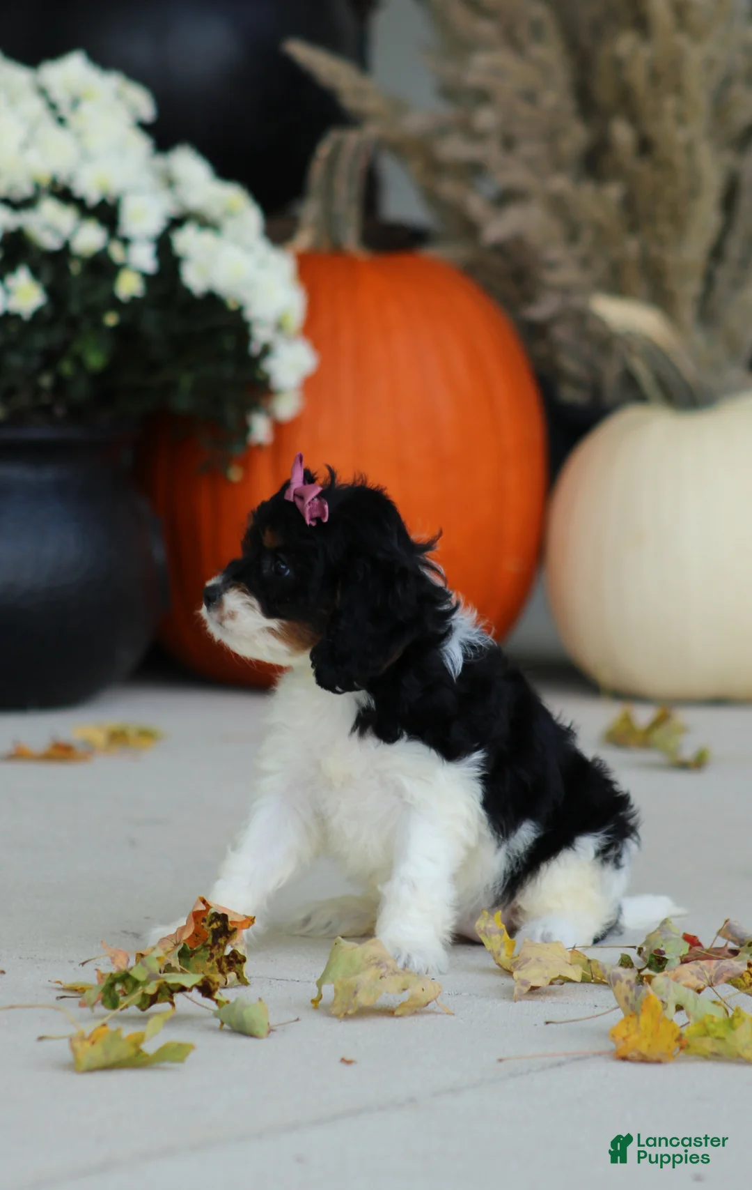 Cavapoo dogs for sale: Bailey - Ad 2
