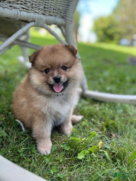 Pomeranian dogs Teddy - Ad 1