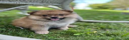 Pomeranian dogs for sale: Teddy - Ad 1