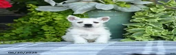 West Highland Terrier dogs for sale: Amber - Ad 2
