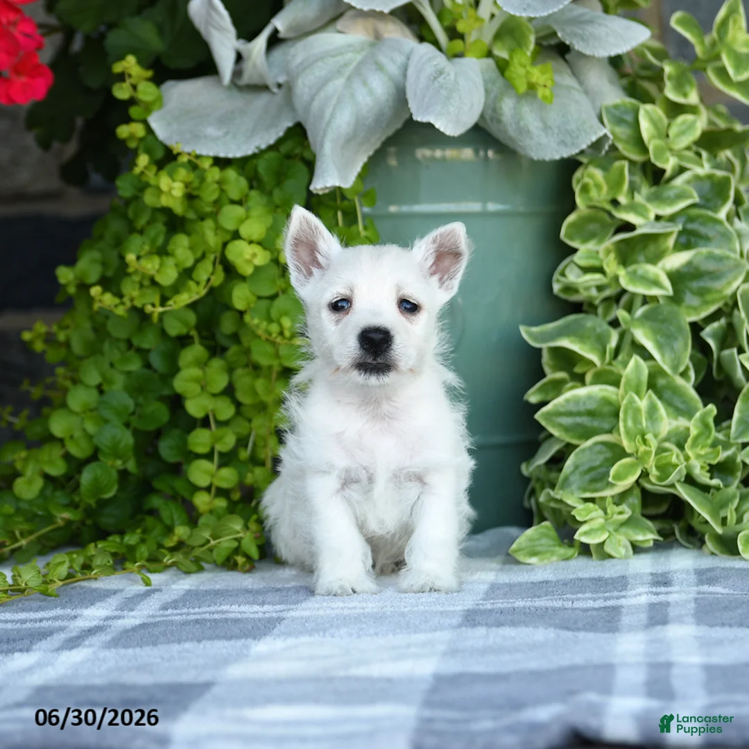 West Highland Terrier dogs for sale: Amber - Ad 2