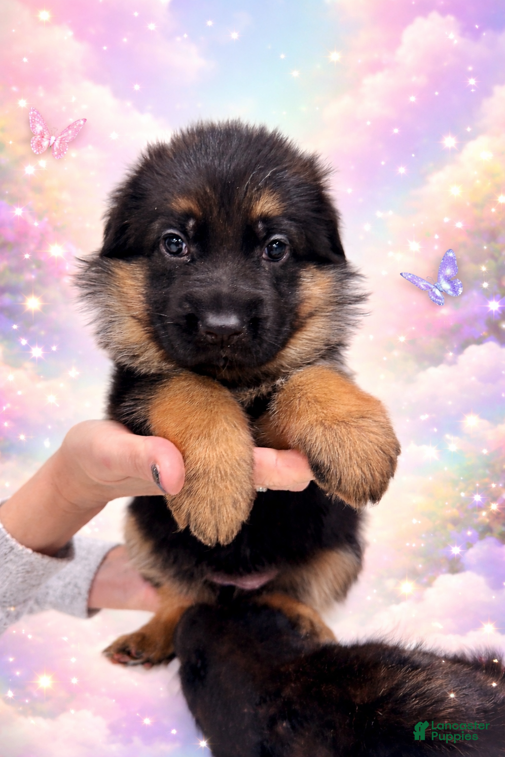 German Shepherd dogs German Shepherd Puppy 1 - Ad 12