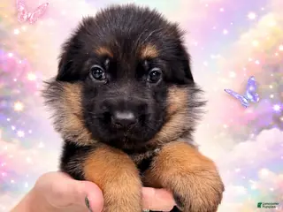 German Shepherd dogs German Shepherd Puppy 1 - Ad 22