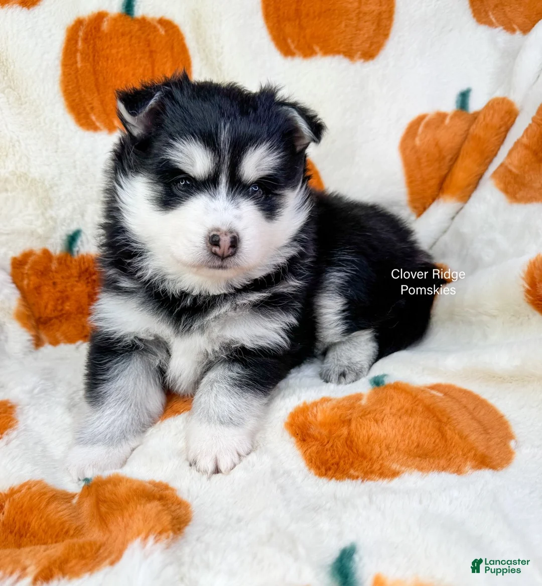 Pomsky dogs for sale: Albany - Ad 3