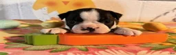 Boston Terrier dogs for sale: Betty - Ad 2
