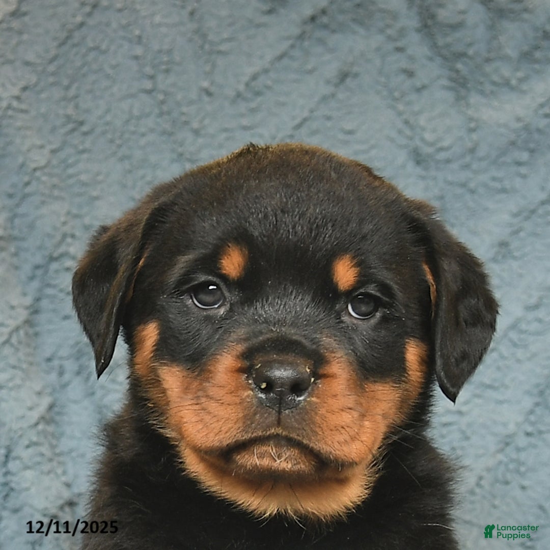 Rottweiler dogs for sale: Rose  - Ad 5