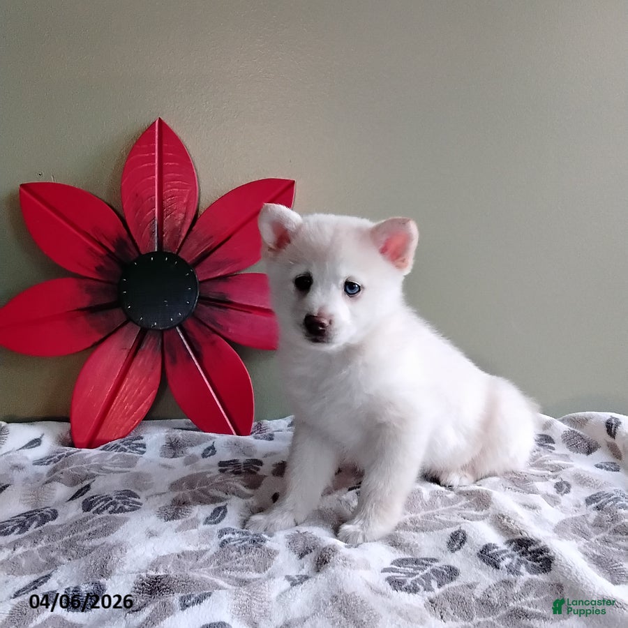 Mixed Breed dogs Rex - Ad 2