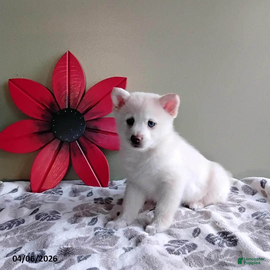 Mixed Breed dogs for sale: Rex - Ad 2