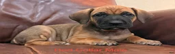 Cane Corso dogs for sale: Cane Corso Puppy  M Red Collar  - Ad 2