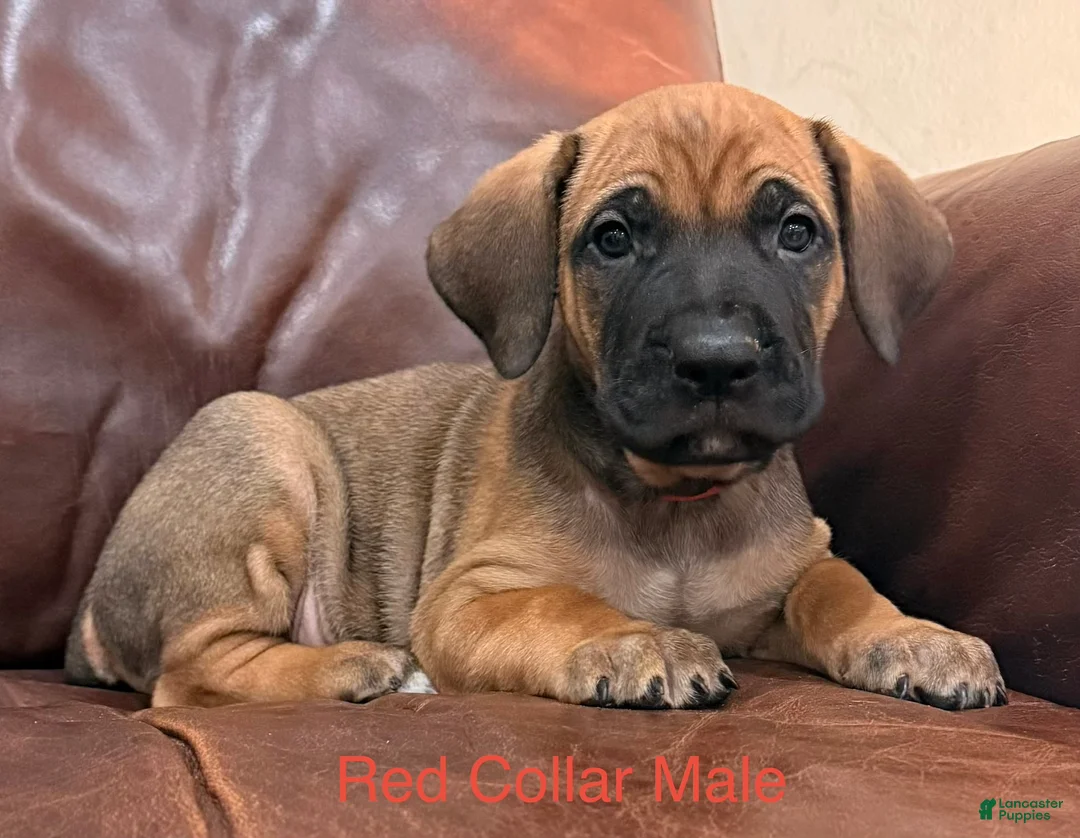 Cane Corso dogs for sale: Cane Corso Puppy  M Red Collar  - Ad 2