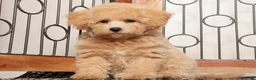 Maltipoo dogs for sale: Sadie - precious Maltipoo - Ad 4