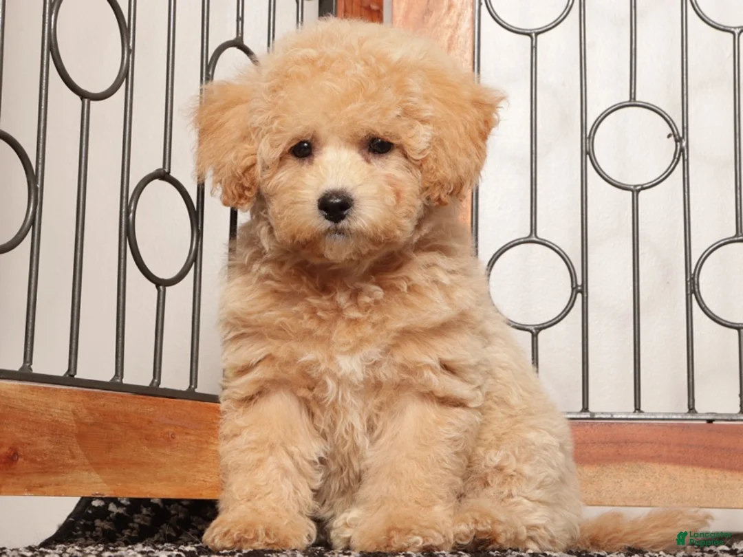 Maltipoo dogs for sale: Sadie - precious Maltipoo - Ad 4
