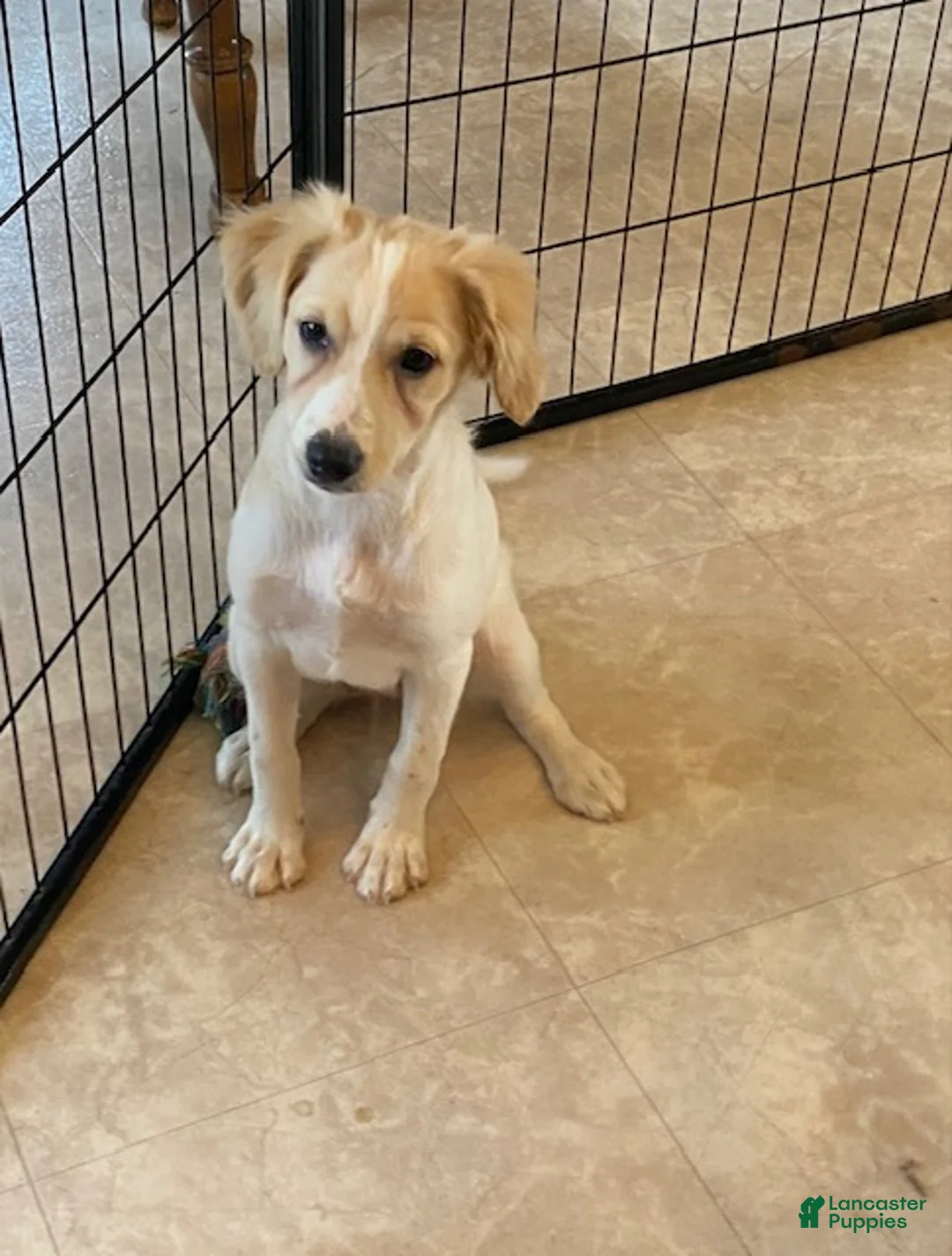 Eskipoo dogs for sale: Sugar - Ad 1