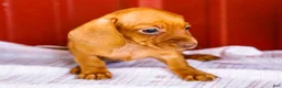 Miniature Dachshund dogs for sale: Brenda - Ad 2