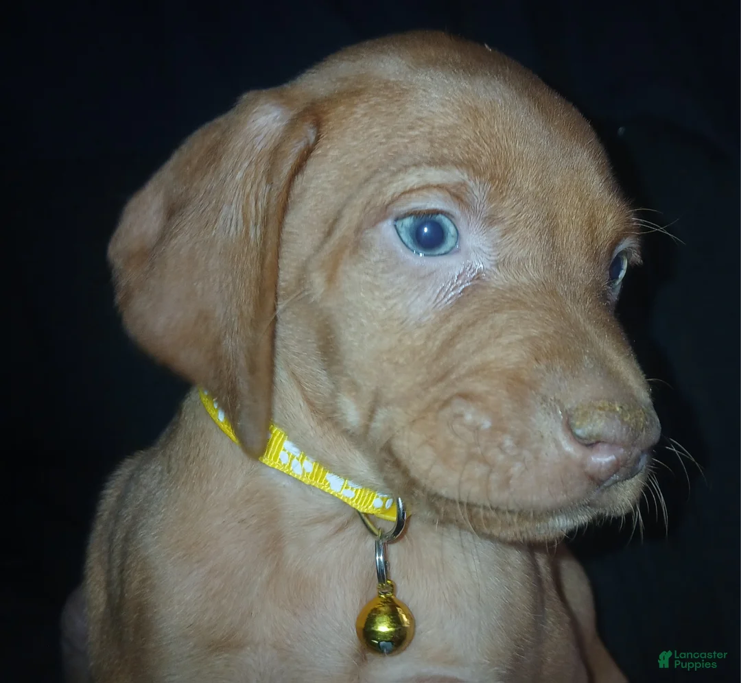 Vizsla dogs for sale: Vizsla Puppy 3 - Ad 1