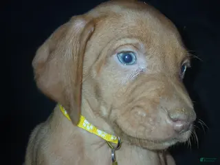 Vizsla dogs Vizsla Puppy 3 - Ad 21