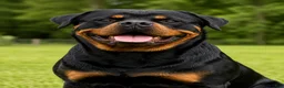 Rottweiler dogs for stud: Kane  - Ad 1