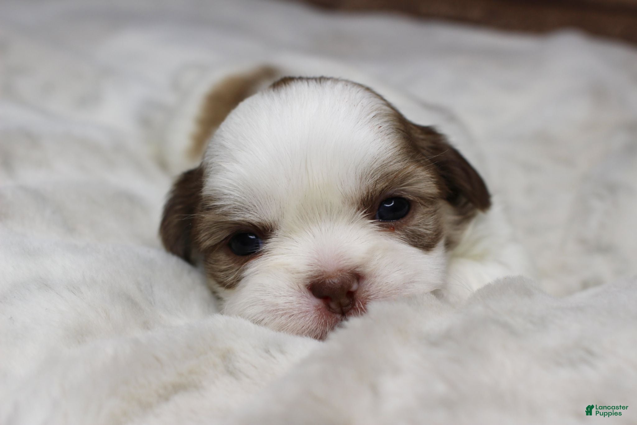 Shih Tzu dogs Lucy - Ad 17