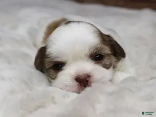Shih Tzu dogs Lucy - Ad 38