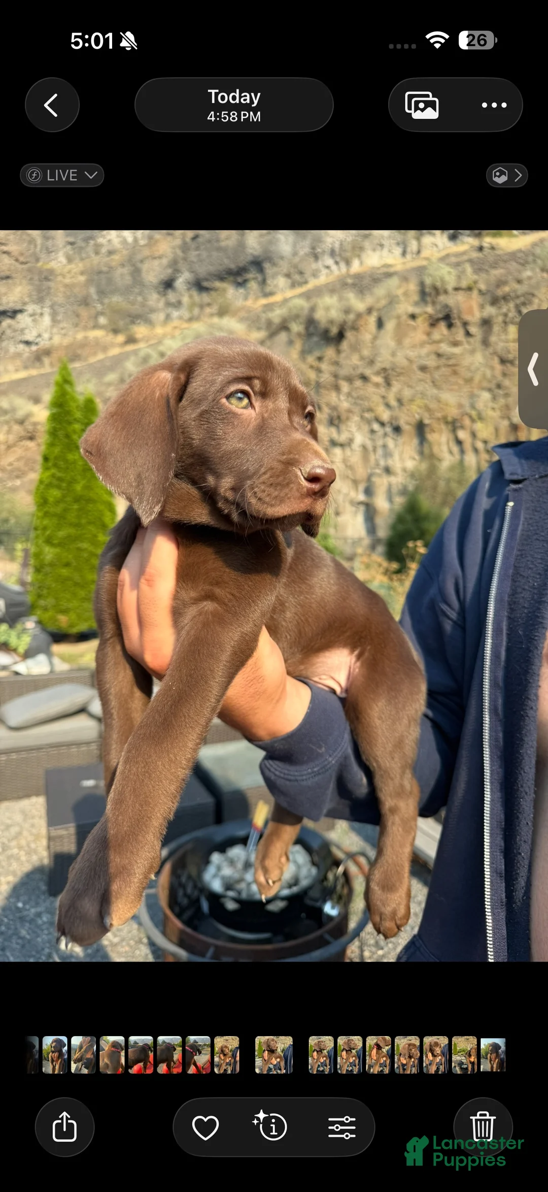 Mixed Breed dogs for sale: Mixed Breed 1 - Ad 2
