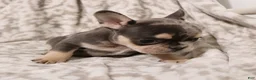 French Bulldog dogs for sale: Lars - Ad 5
