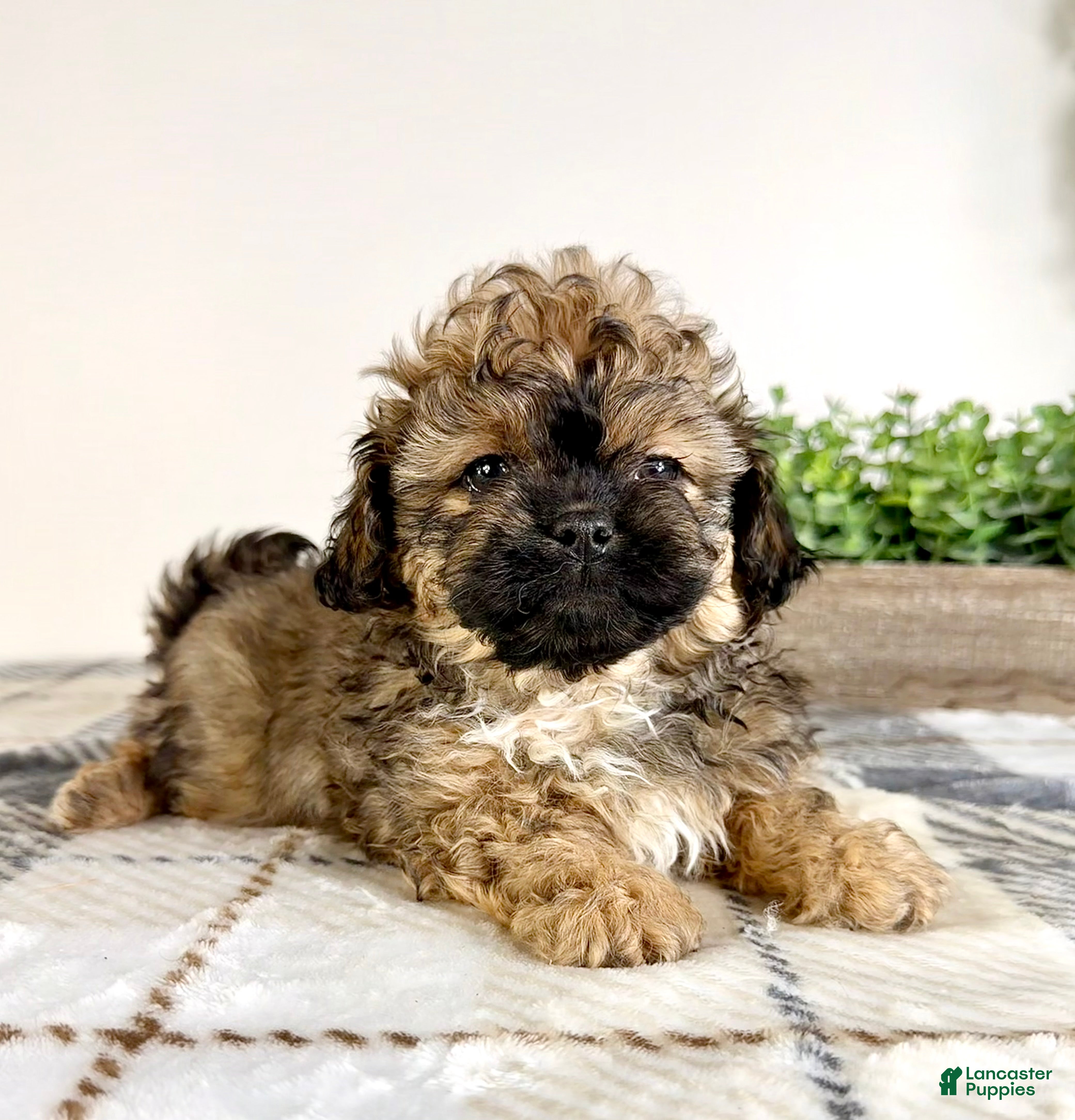 Malshi dogs Maggie - Ad 13