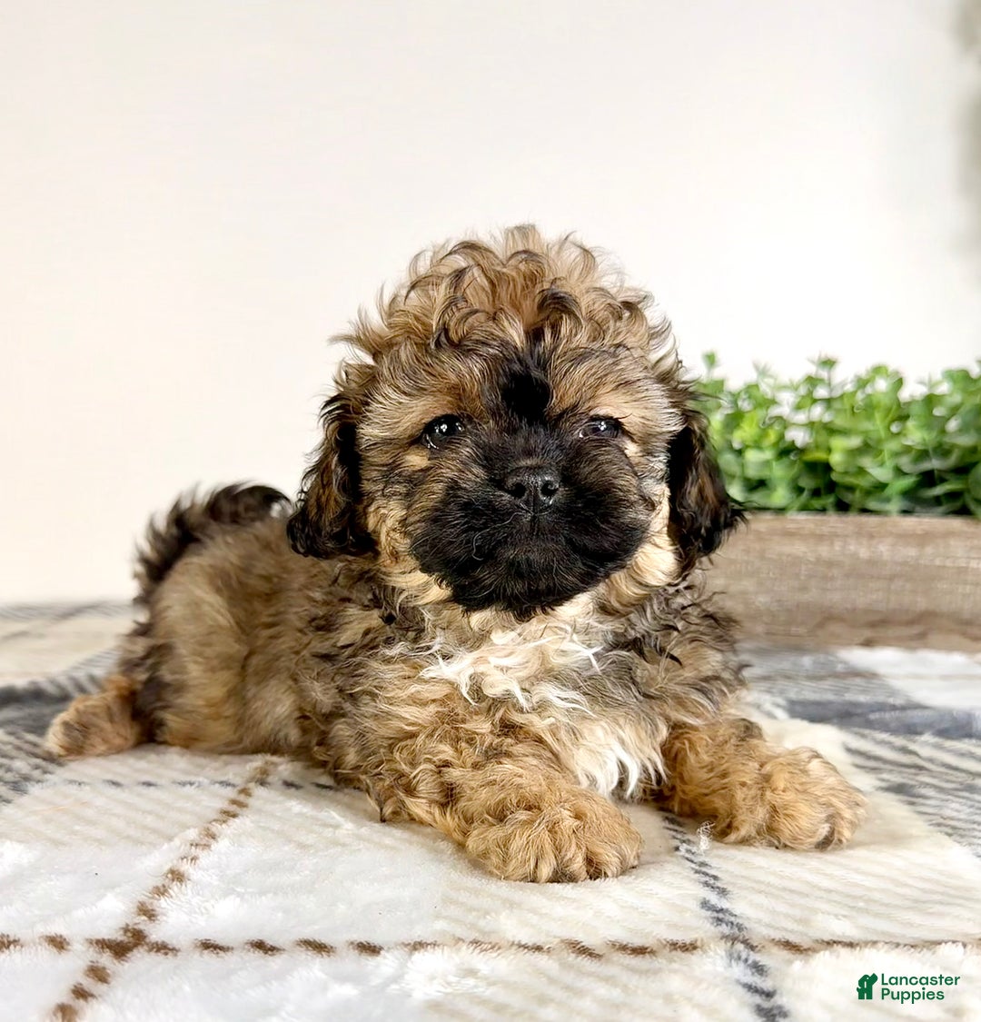 Malshi dogs for sale: Maggie - Ad 1