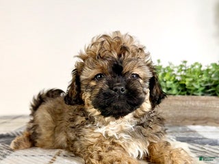 Malshi dogs Maggie - Ad 13