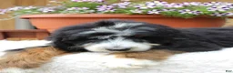 Bernedoodle dogs for sale: Garret  - Ad 3