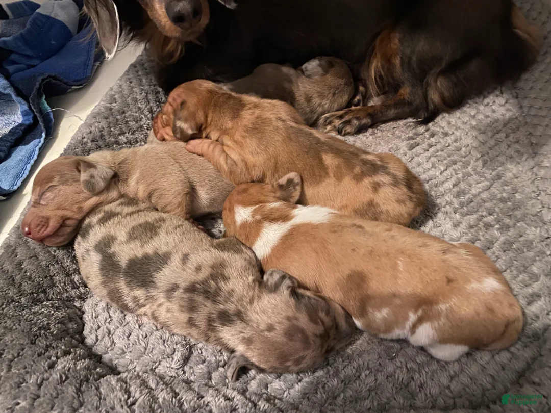 Miniature Dachshund dogs for sale: Ginger - Ad 7