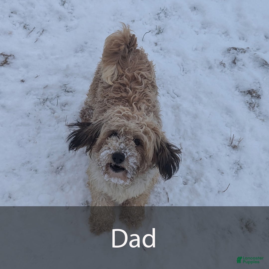 Havapoo dogs for sale: Ace - Ad 11