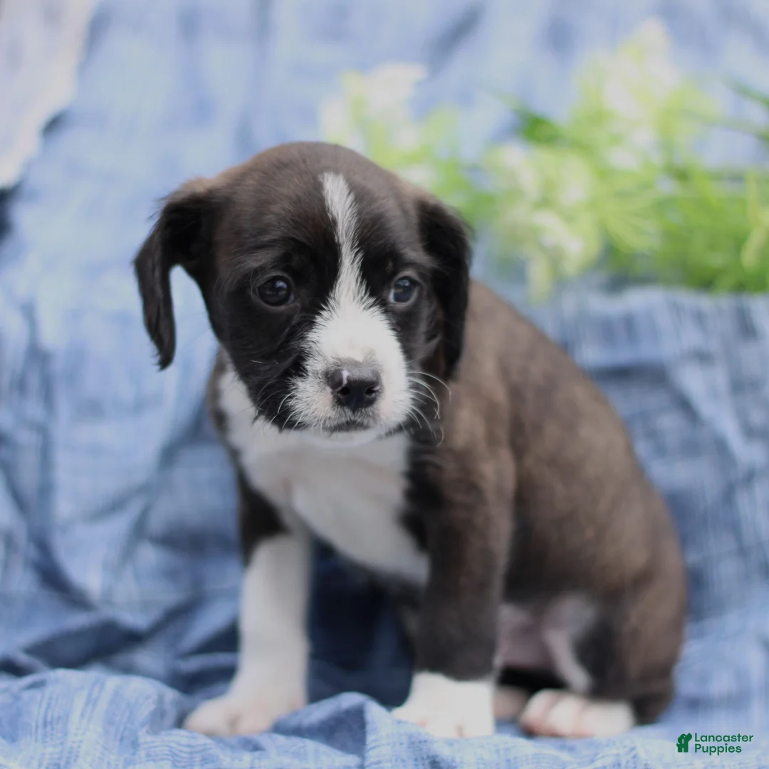 Mixed Breed dogs for sale: Kendall  - Ad 1