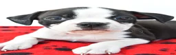 Boston Terrier dogs for sale: Rex - Ad 4