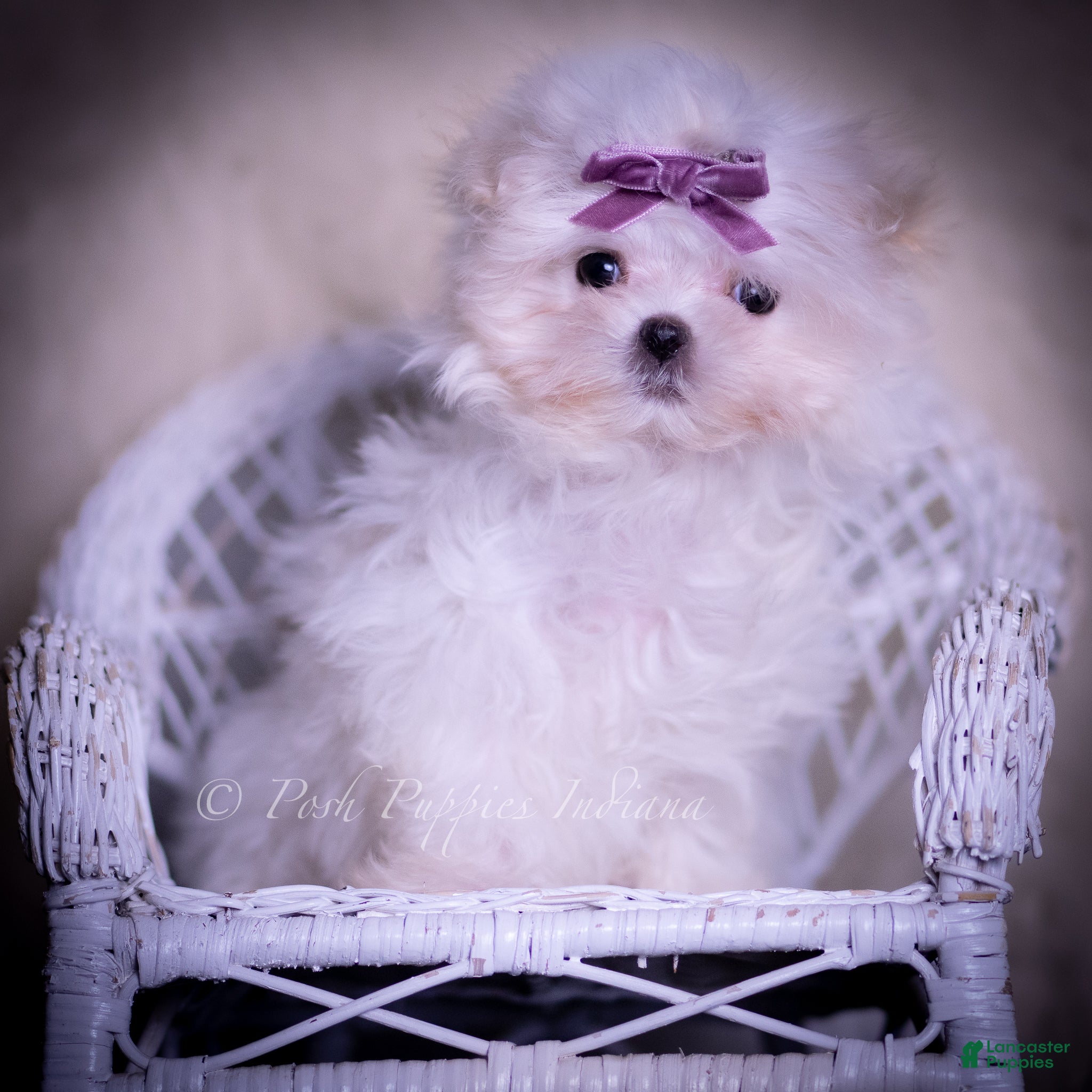 Maltese dogs Sheba - Ad 1