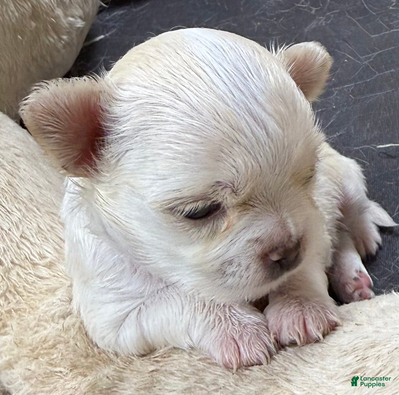 Chihuahua dogs Lunita  - Ad 1