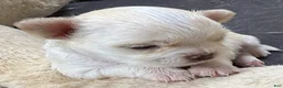 Chihuahua dogs for sale: Lunita  - Ad 7