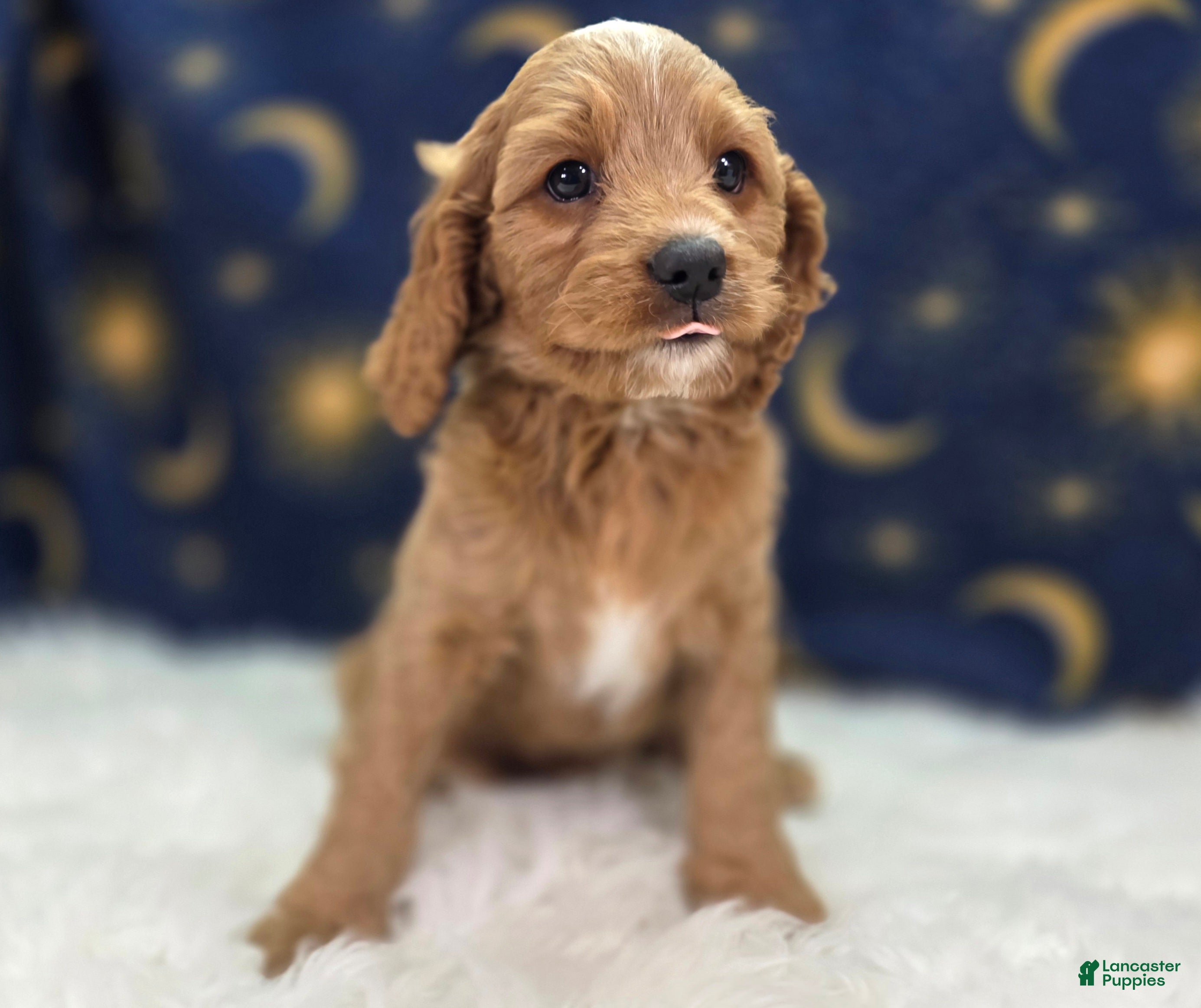 Cavapoo dogs Glacier - Ad 31