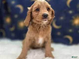 Cavapoo dogs Glacier - Ad 31