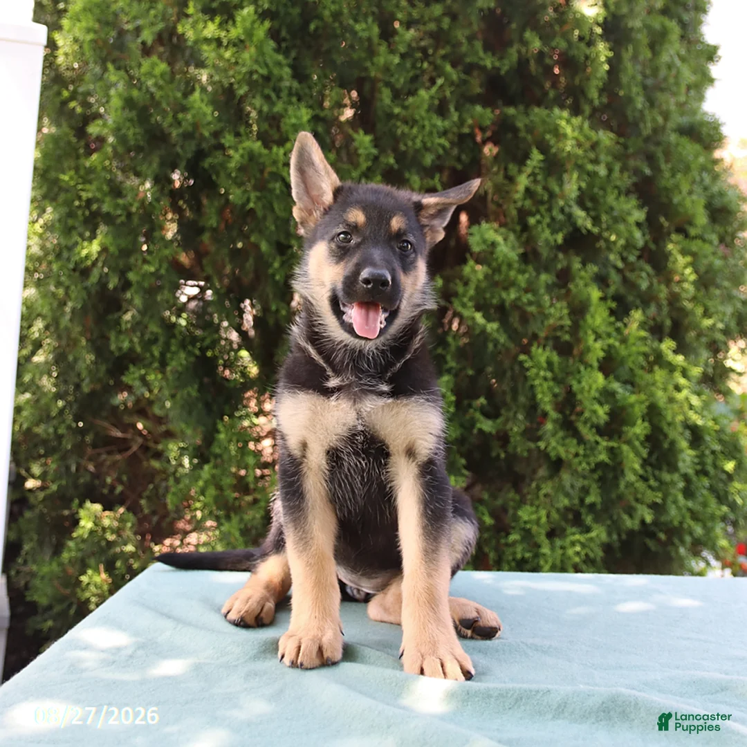 German Shepherd dogs for sale: Summer - Ad 3