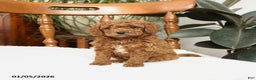 Mini Goldendoodle dogs for sale: Bruce - Ad 5