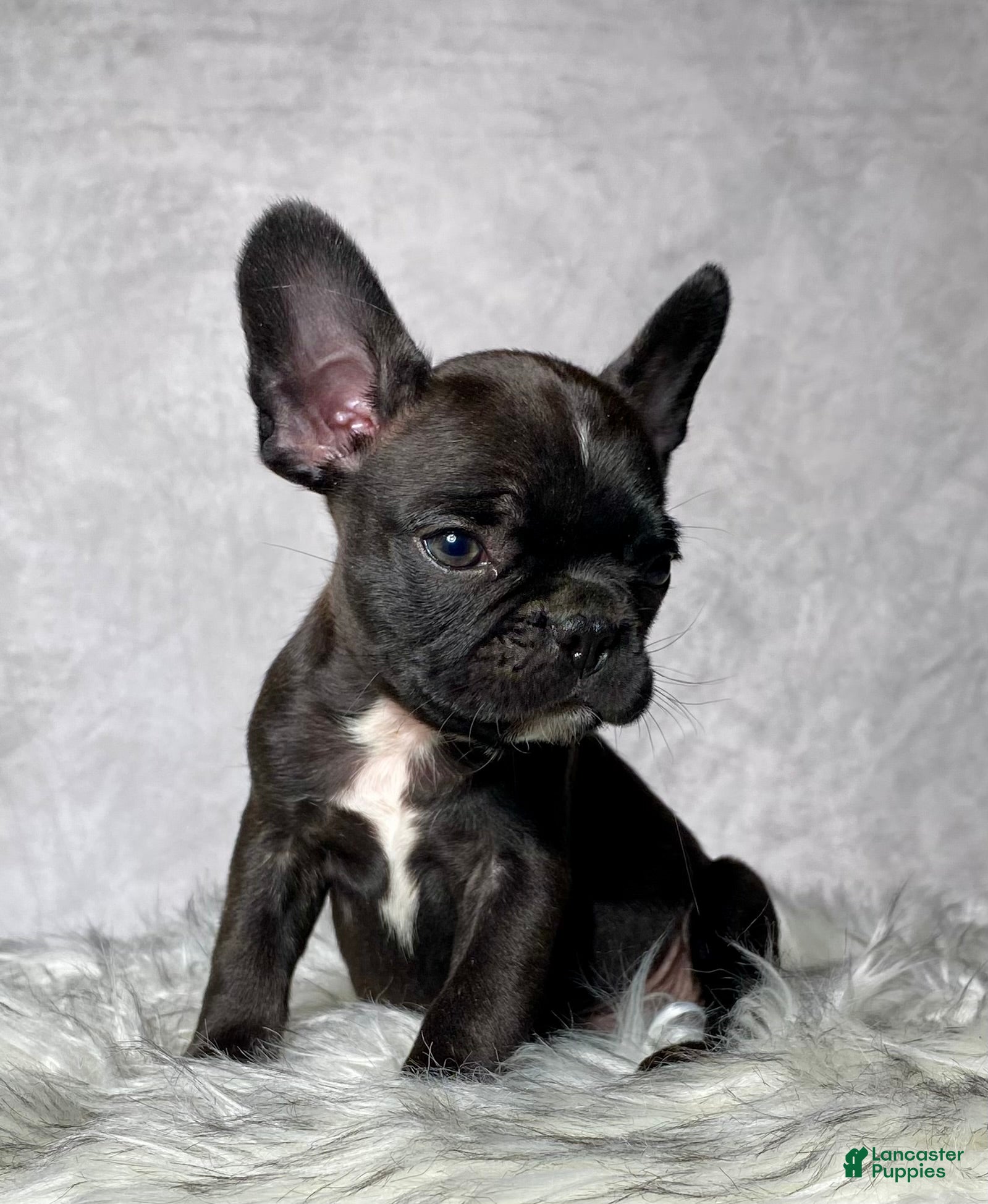 Frenchton dogs Mr. Beau - Ad 2