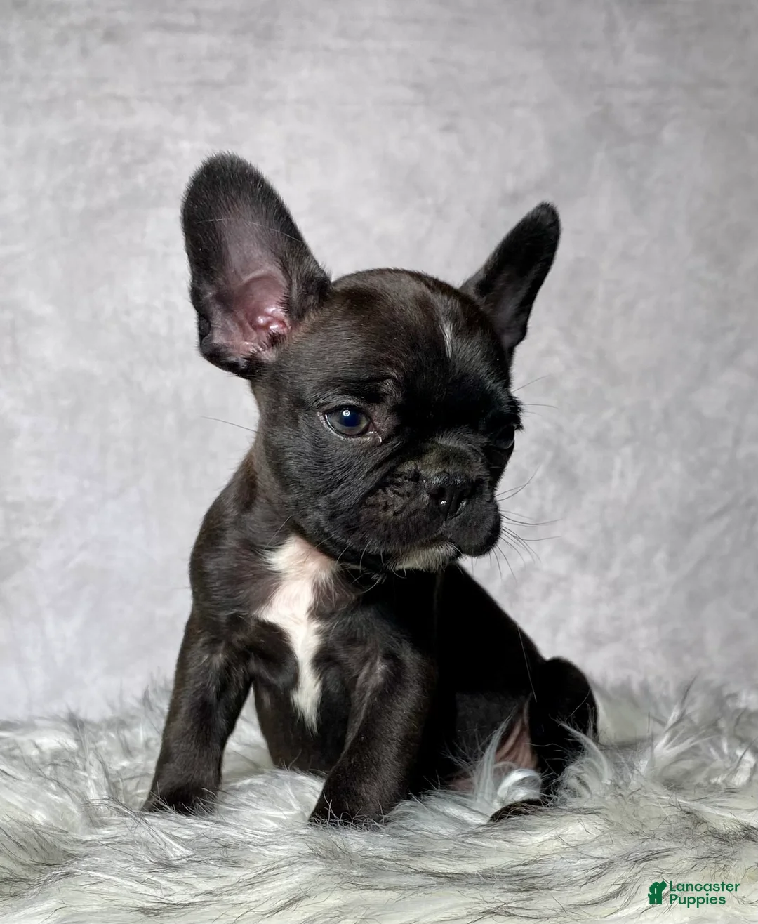 Frenchton dogs for sale: Mr. Beau - Ad 2