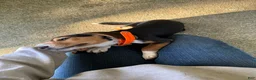 Beagle dogs for sale: Rumi - Ad 5