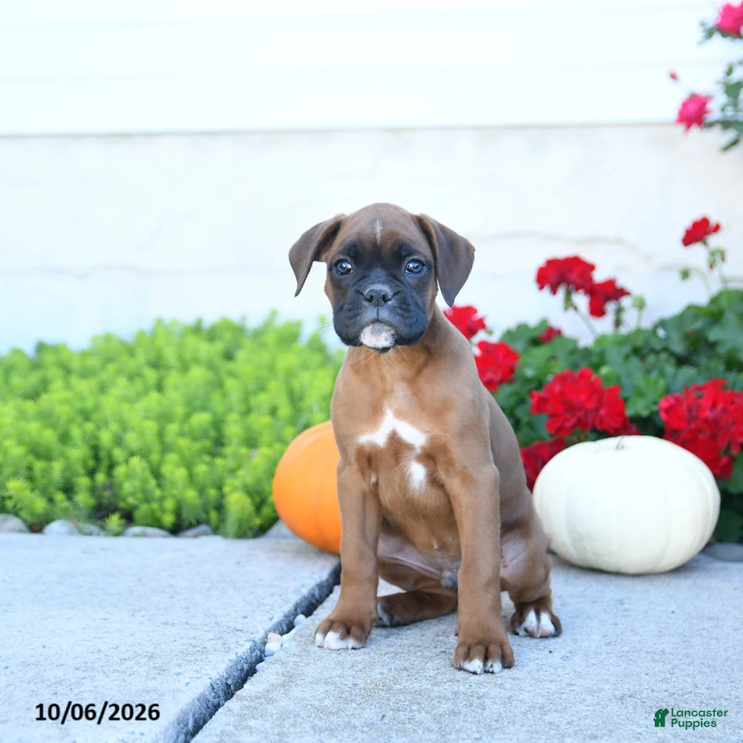 Boxer dogs for sale: Max - Ad 3