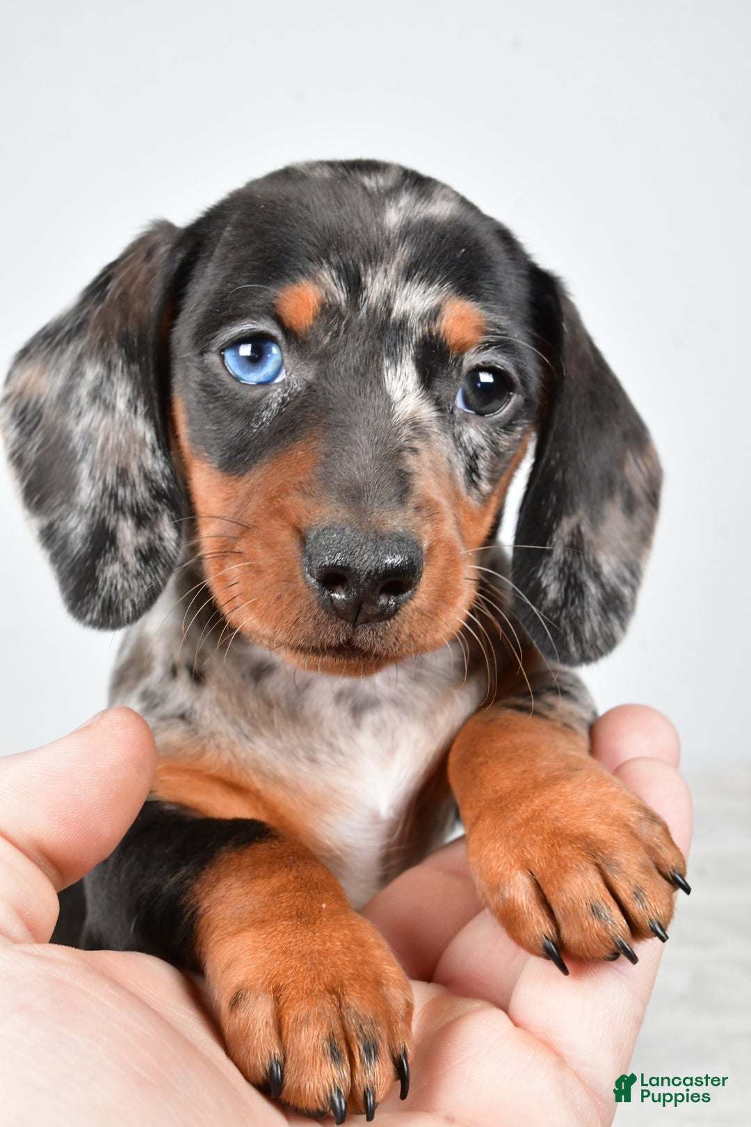 Miniature Dachshund dogs for sale: Piper - Ad 5