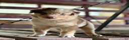 Australian Shepherd dogs for sale: Atlas - Ad 11