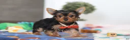 Yorkshire Terrier dogs for sale: Connor - Ad 4