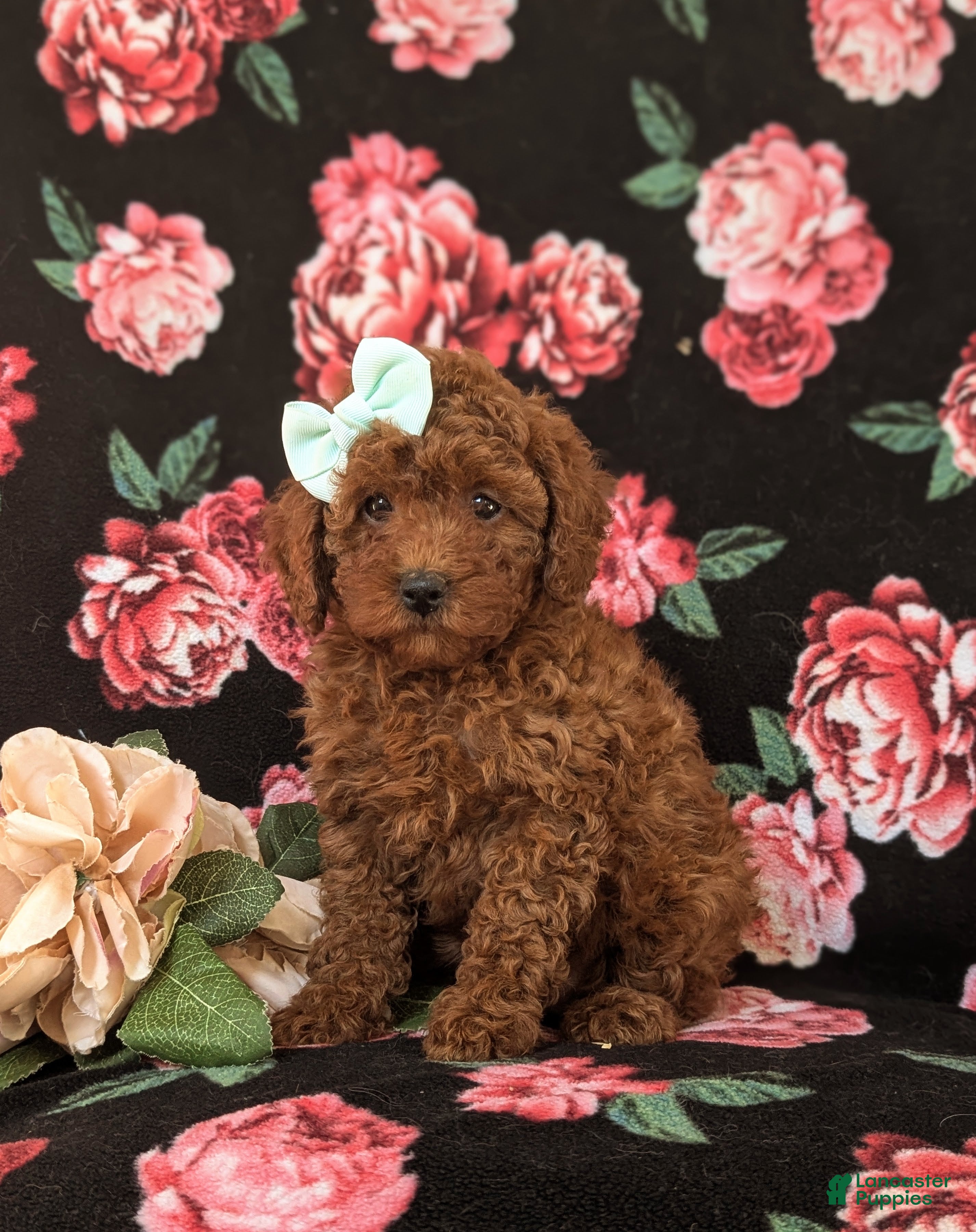 Miniature Poodle dogs Francesca 10 lbs Full Grown - Ad 18